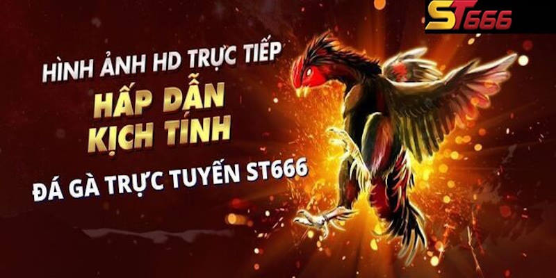 Mãn nhãn với các trận đấu đá gà cực sắc nét